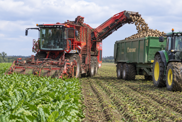 Zuckerrübenernte mit Traktor und Vollernter